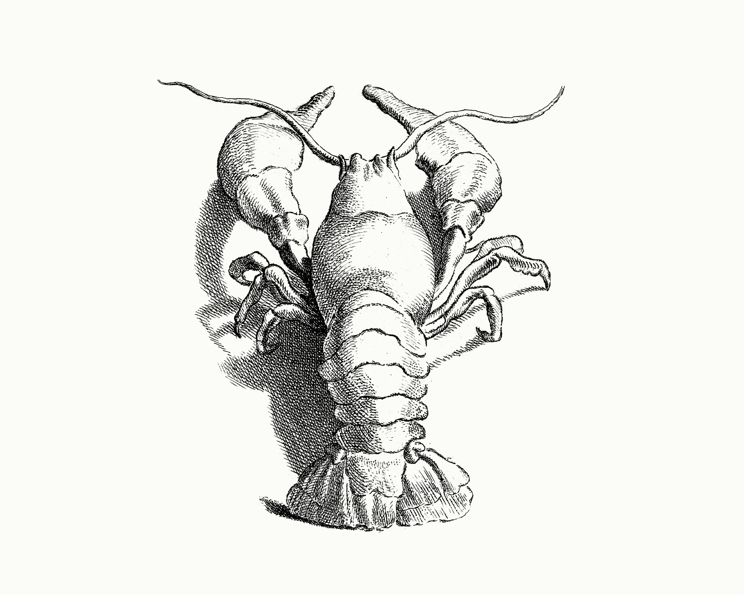 Wild-Tavern-restaurant-London-chelsea_Lobster.jpg
